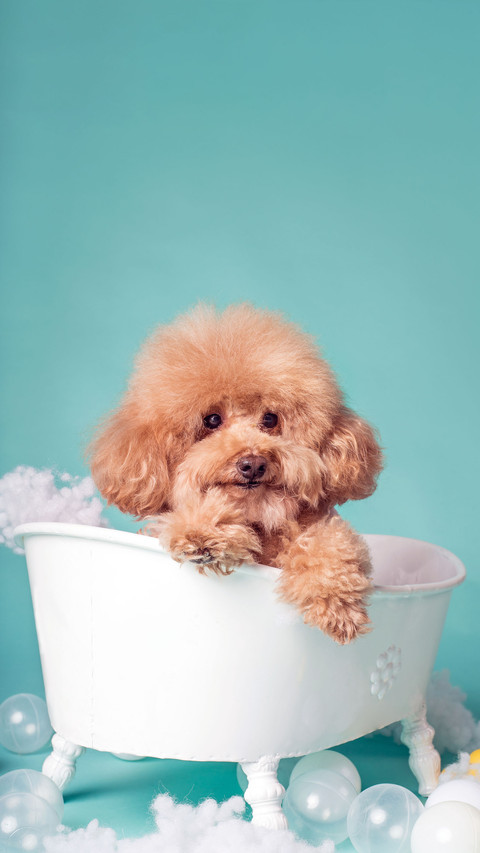 Mixed blooded Teddy puppies are also very cute preview
