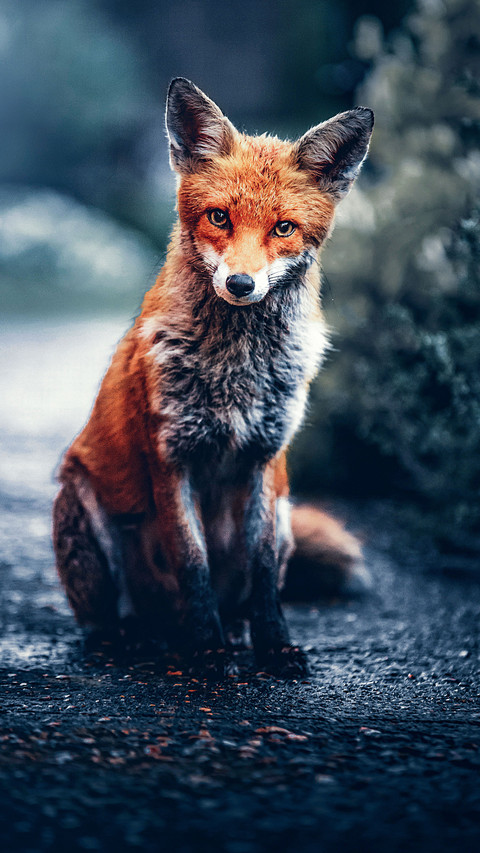 Portrait of a red fox preview