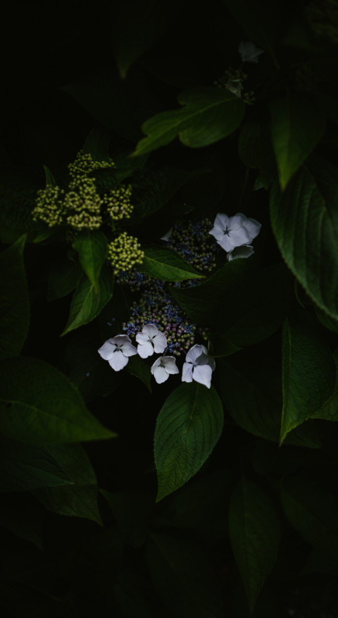 Macro Photography (37) preview
