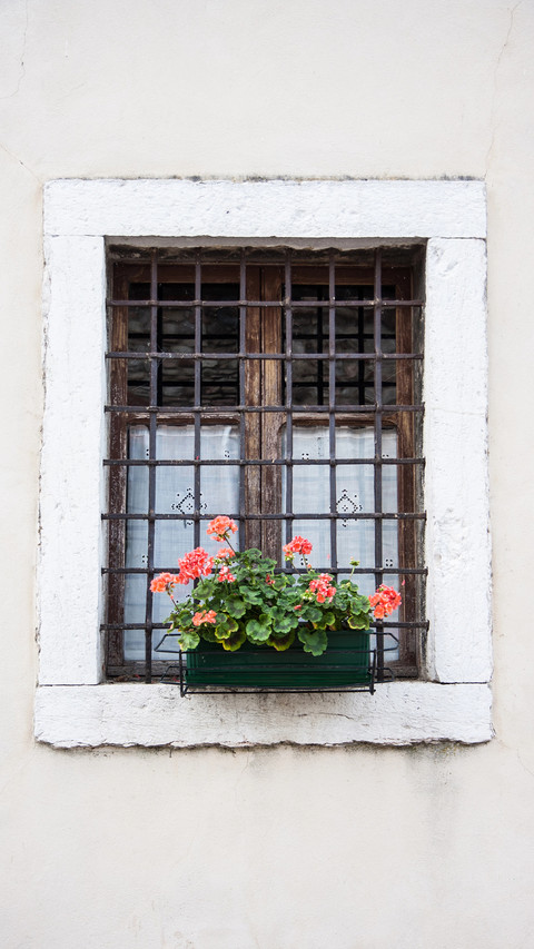 The flowers on the windowsill preview