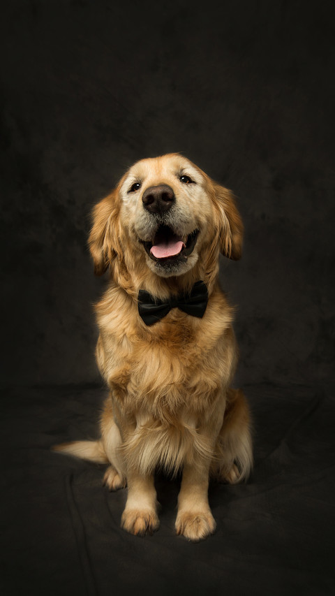 Experience of raising a smart dog 58 preview