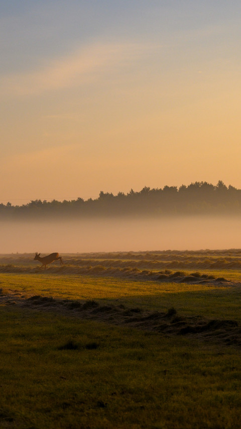 The golden fields reflect the beauty preview