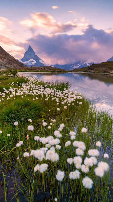 Cotton grass on the shore of lake liffel preview