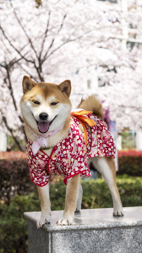 Cherry Blossom firewood dog 29 preview