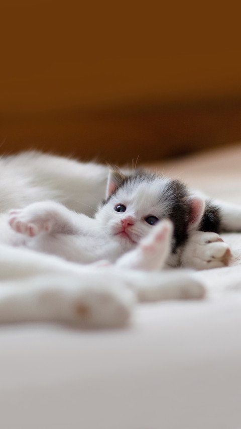 Little charming kitten lying next to her mother cat preview