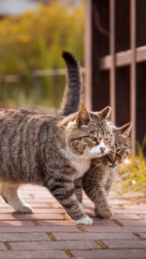 Two walking kittens preview