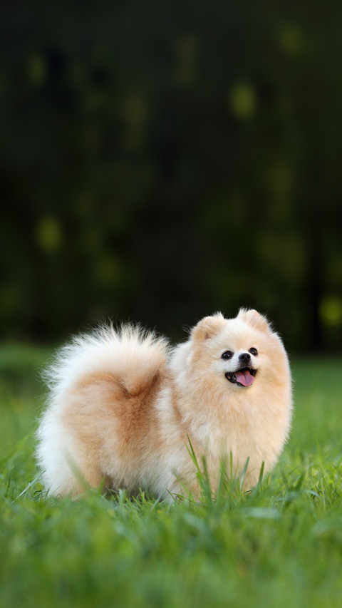 Cute Dog Spitz on Nature preview