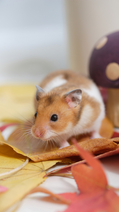 What to do if hamsters vomit blood preview