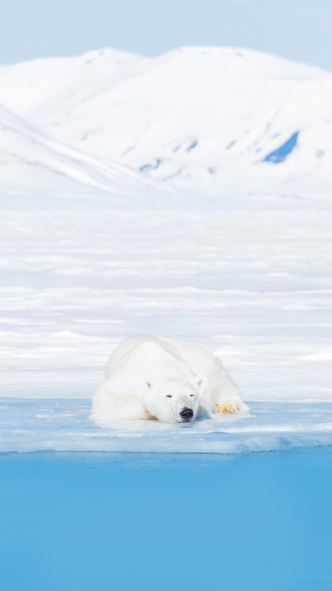 Polar bears captured in the Svalbard Islands preview