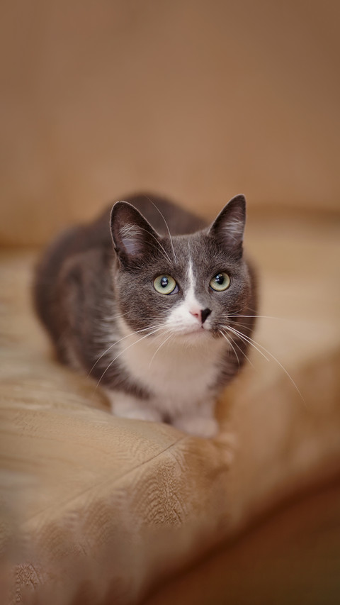 Smoky-gray with white the domestic cat costs on a sofa preview
