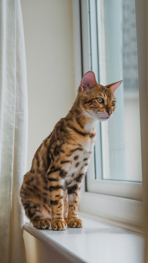 Adorable Bengal cat by the window preview