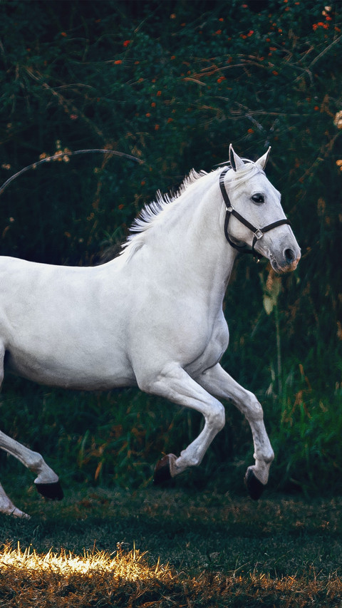 The horse is running preview