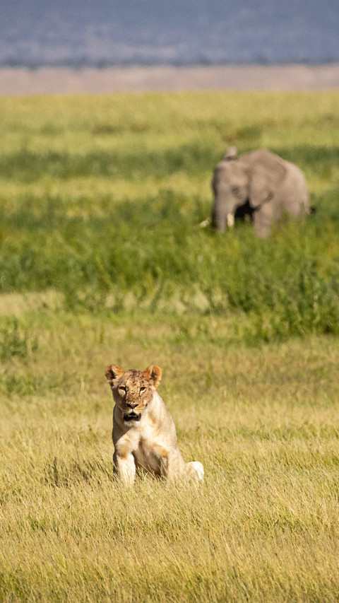 wild animal-14 preview