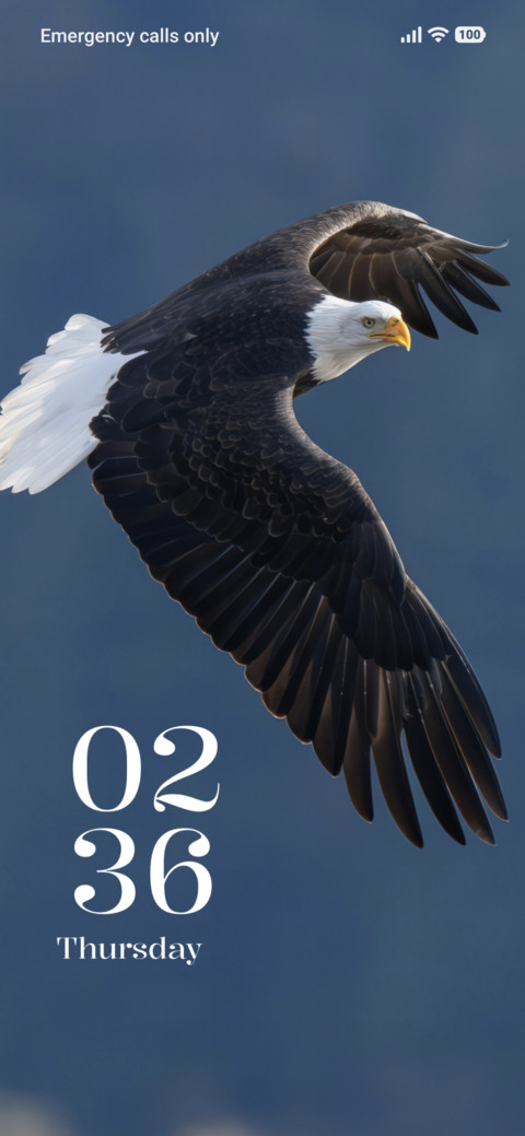 Soaring Eagle preview