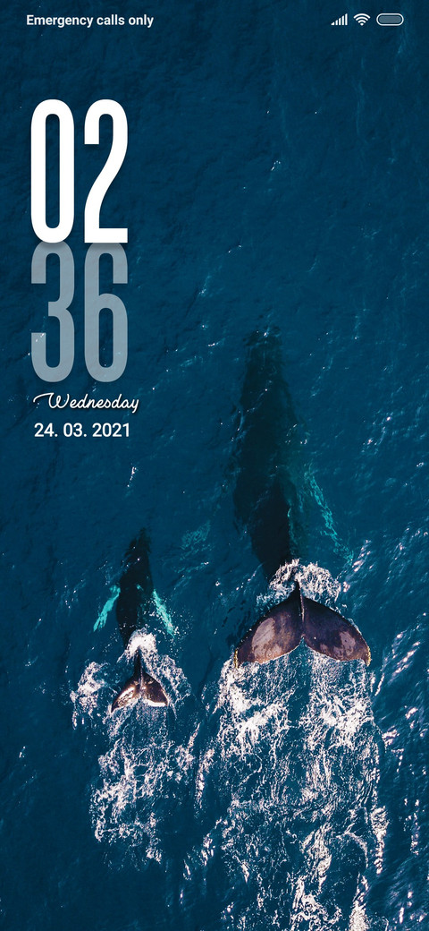 Whale duo preview