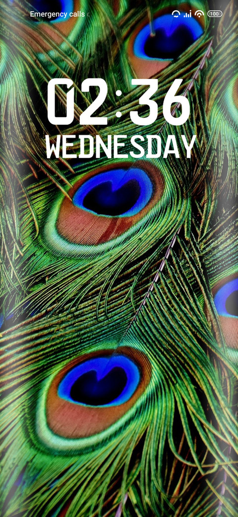 Peacock feathers preview