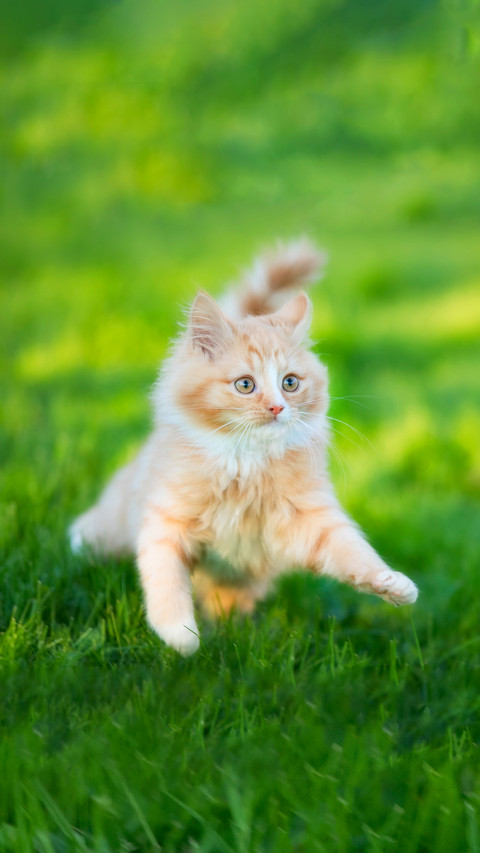 Playful Kitten of Norwegian Forest Cat Breed preview