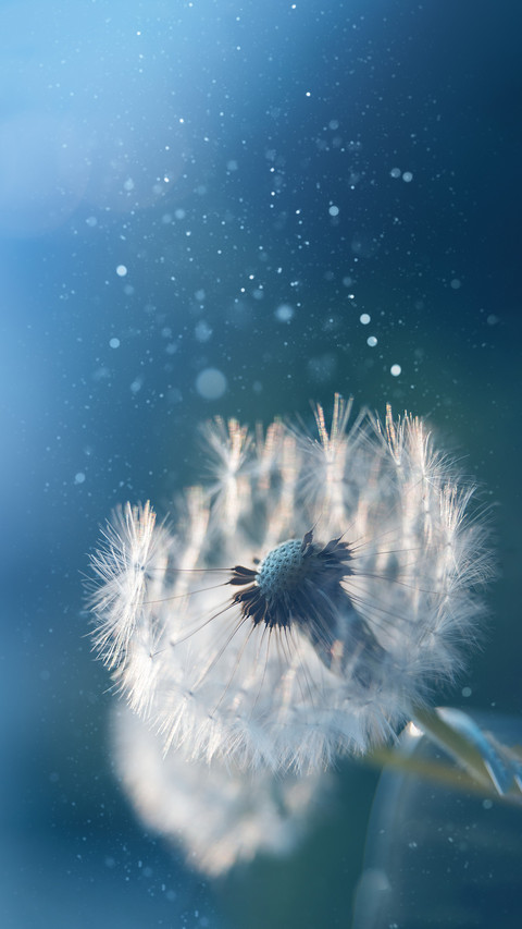 Why do dandelions fly preview