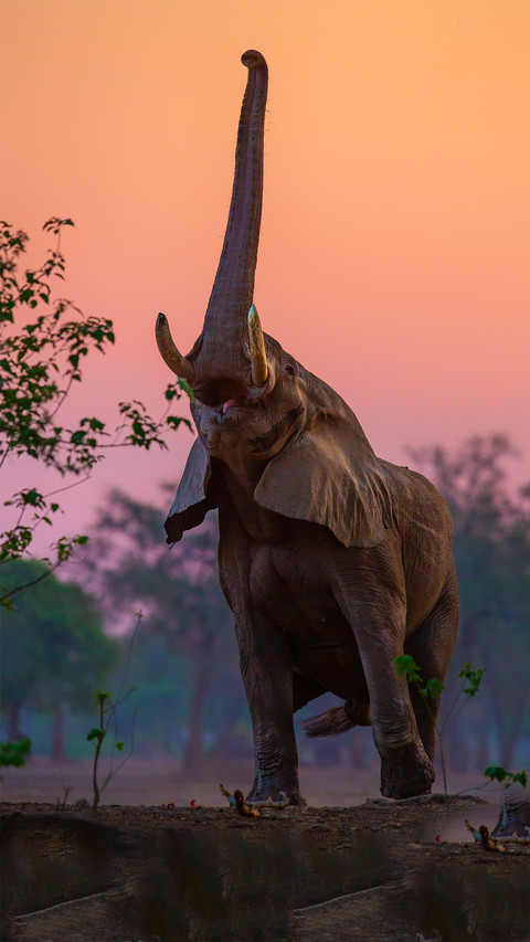 Wild elephant-03 preview