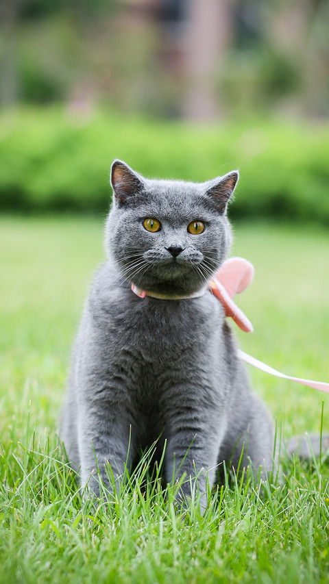 After raising a cat I fell ill preview