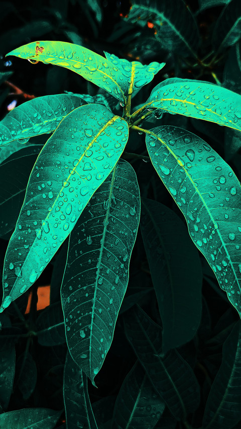Mango Leaves preview