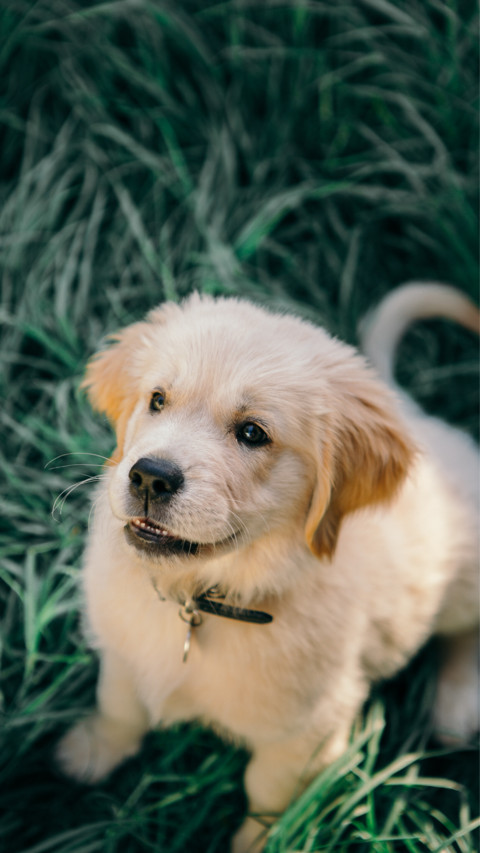 Puppy Love (5) preview