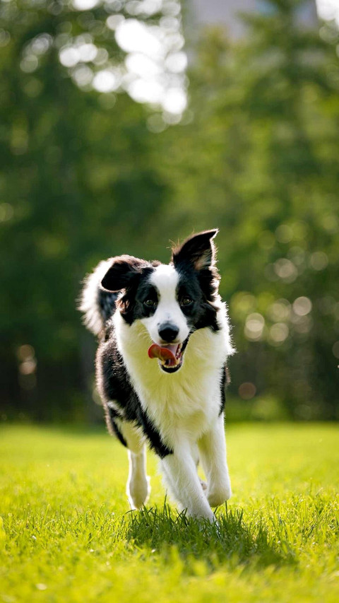 Dog267 preview
