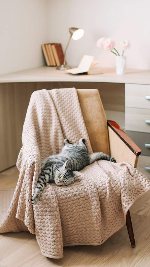 Home pet cute kitten cat lying in the chair preview