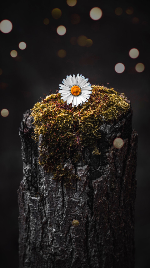 Fresh Daisy preview