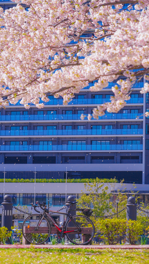 Cherry blossoms in splendor preview