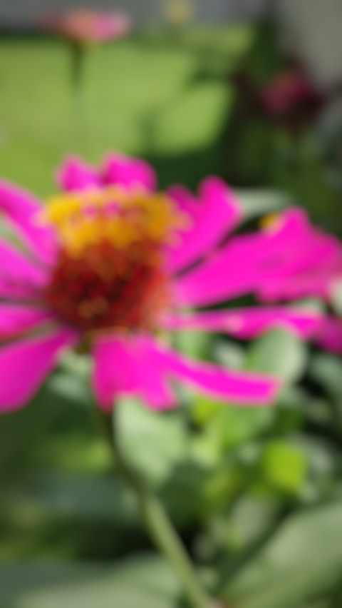 flower blur preview