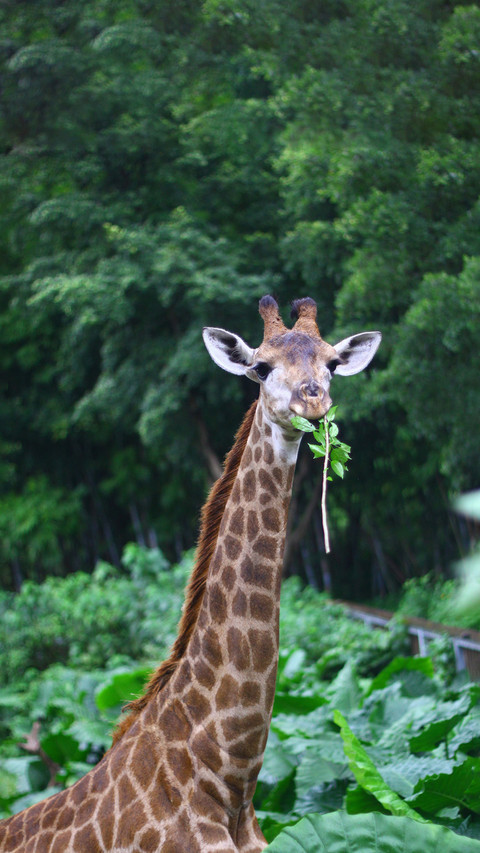 Giraffe tongue is amazing preview