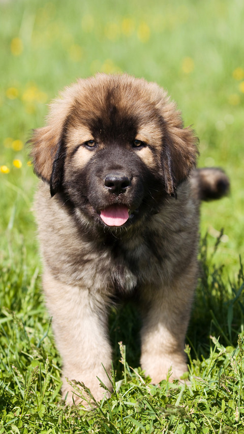 Fierce and Strong Oriental Fighting Dog 7 preview