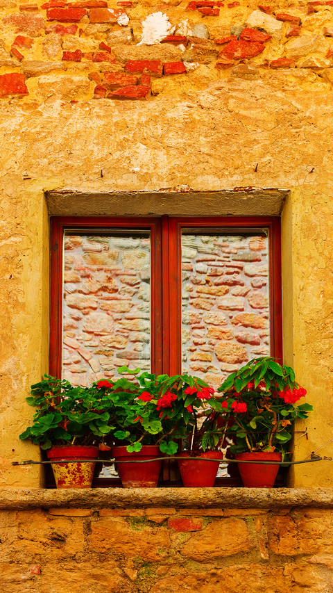 The flowers on the windowsill preview
