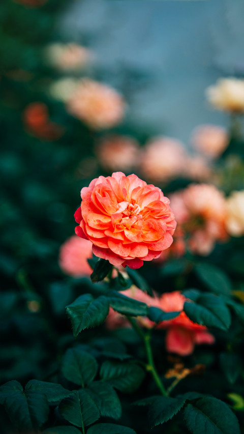 Pay attention to raising roses in may preview