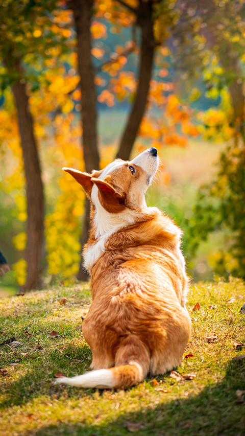 Why do corgis have tails of different lengths preview
