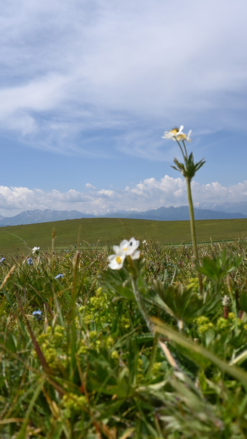 Yili kalajun grassland preview