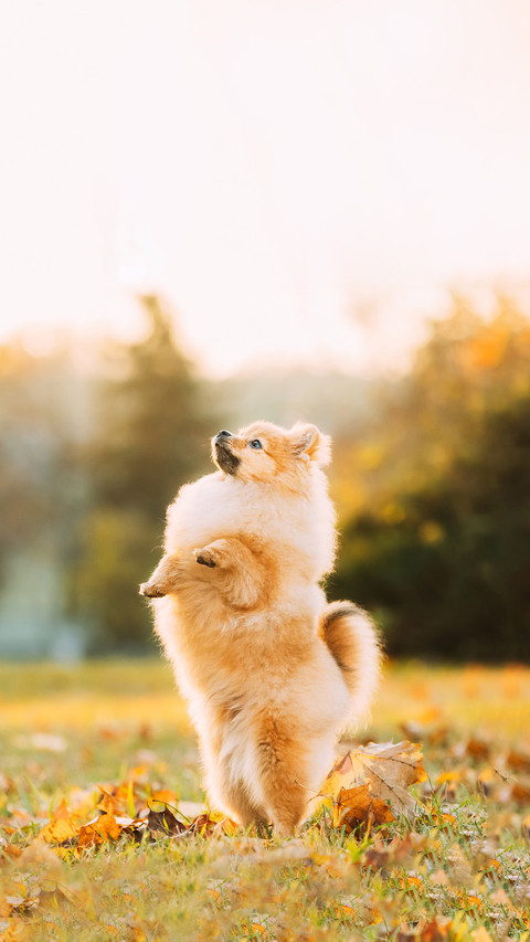 Young Red Puppy Pomeranian Spitz Puppy preview