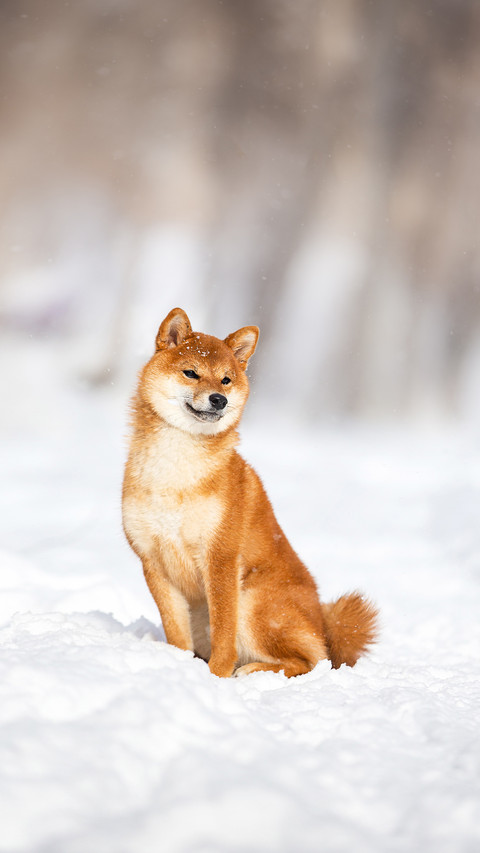 Adorable young Japanese shiba inu female dog in the snow preview