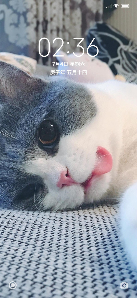 可爱猫咪 preview