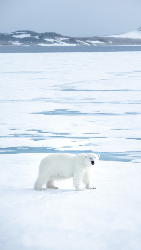 Polar Bear Photographed in the Svalbard preview