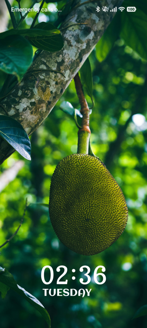 Jungle Jackfruit preview