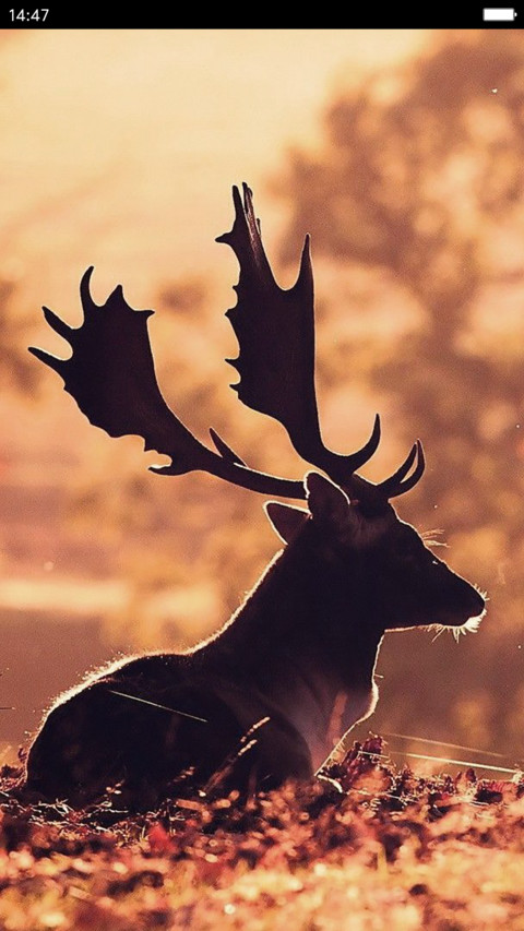 iOS Stag preview