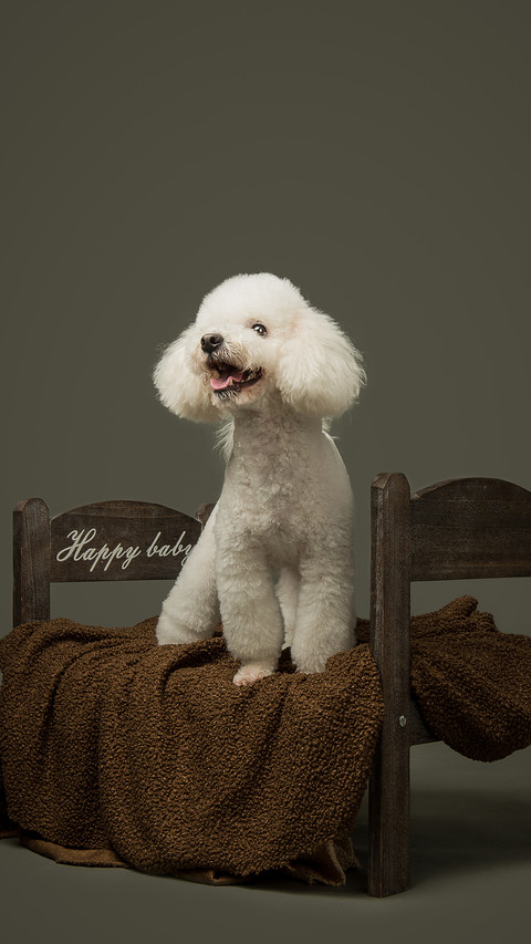 How to treat dog ear mites preview
