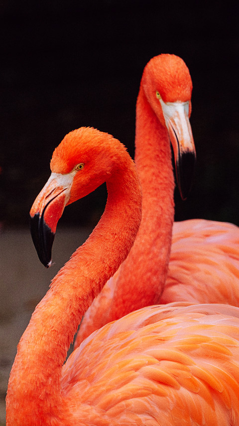 Flamingoes in zoo preview