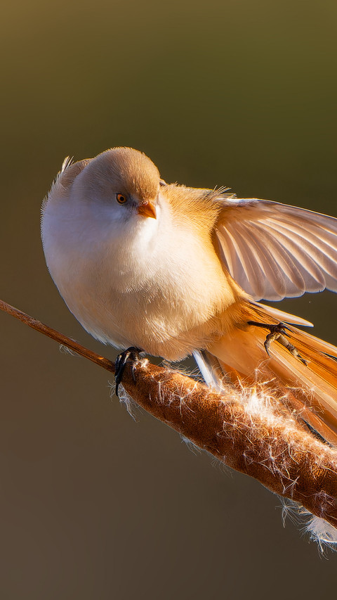 A chubby finch preview
