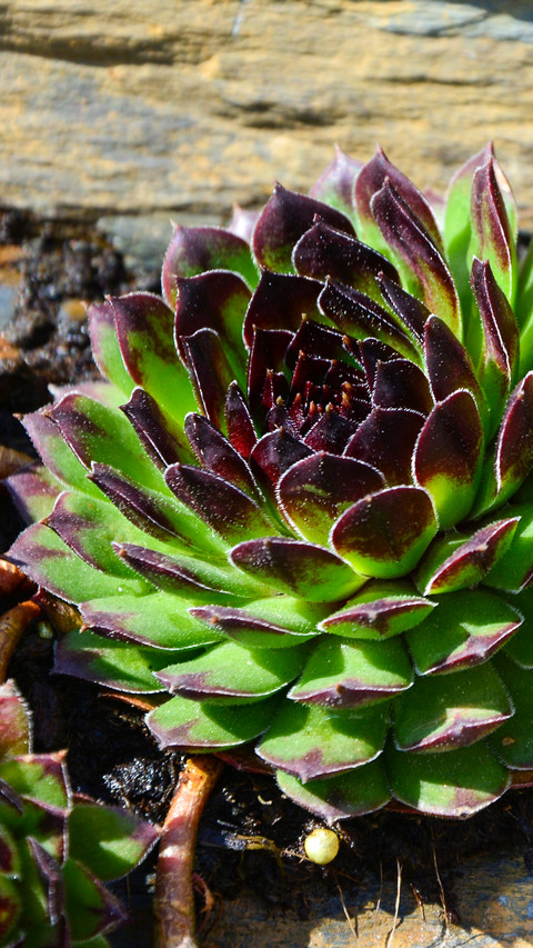 plant (10) preview