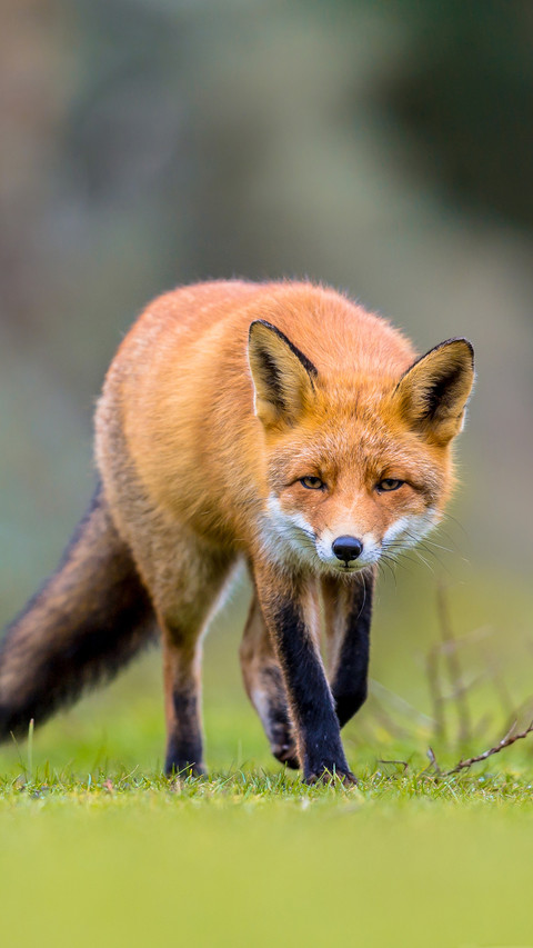 Pleasant Fox Image 2