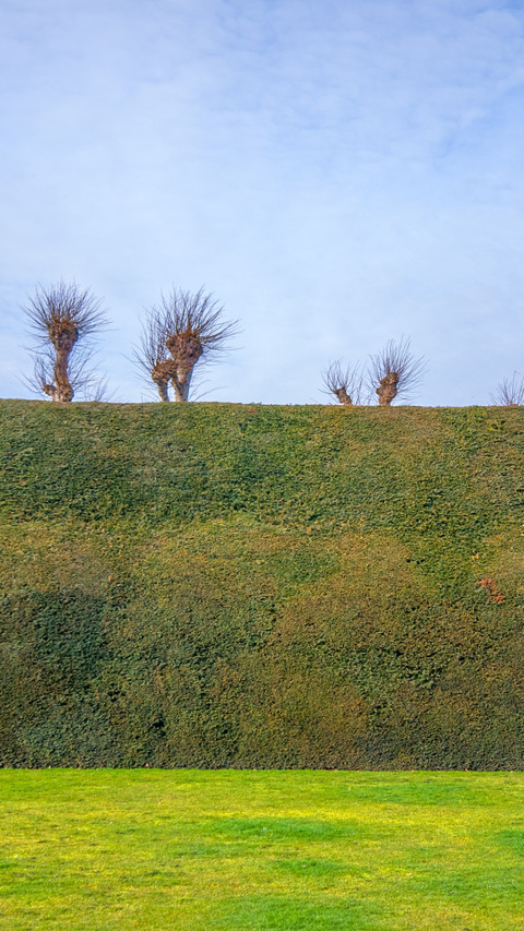 Lawn hedge treetop view preview