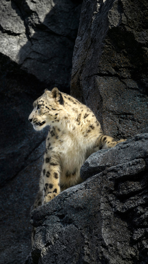 The top hunter among the plateau rock walls preview